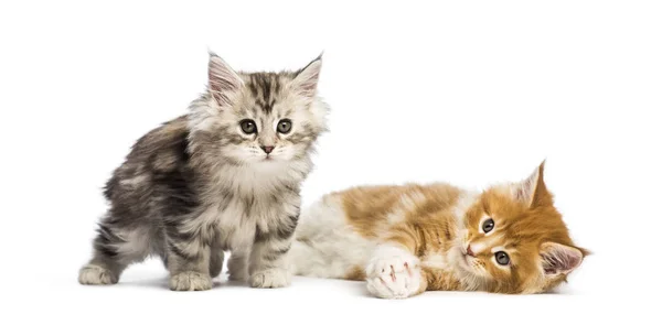 Maine Coon Gatitos Semanas Edad Acostados Juntos Delante Fondo Blanco — Foto de Stock