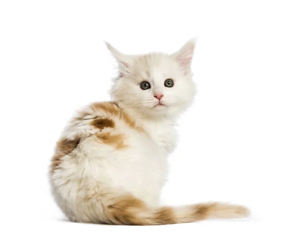 メインクーン子猫 白い背景の前に — ストック写真
