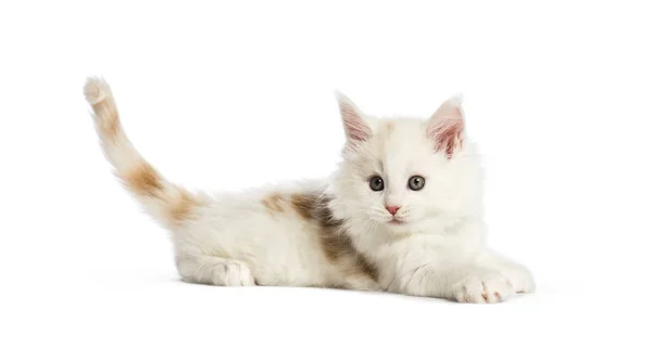 Maine Coon Kitten Weken Oud Voor Witte Achtergrond — Stockfoto