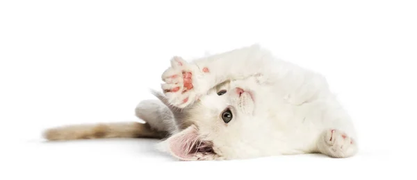 Maine Coon Kitten Semanas Frente Fundo Branco — Fotografia de Stock