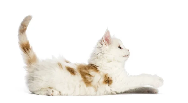Maine Coon Kitten Semanas Frente Fundo Branco — Fotografia de Stock