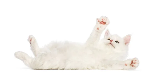 Maine Coon Kitten Weeks Old Reaching Out Front White Background — Stock Photo, Image