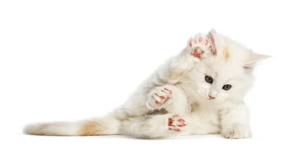 Maine Coon Kitten Semanas Edad Extendiéndose Frente Fondo Blanco — Foto de Stock