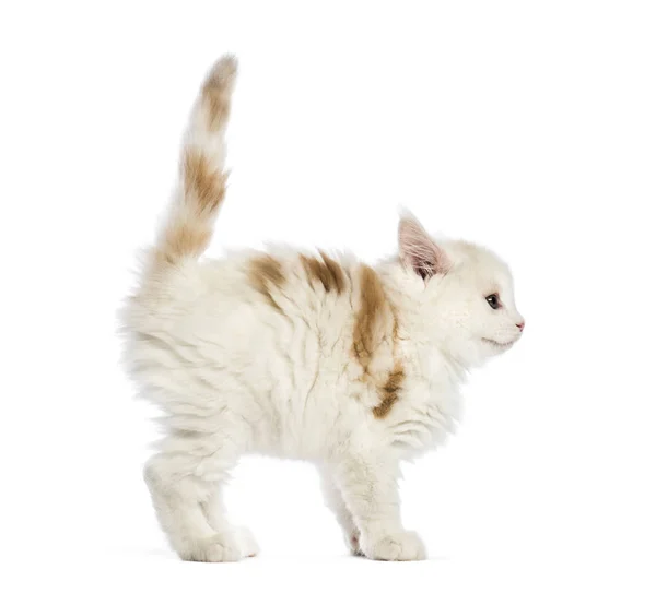 Maine Coon Kitten Weeks Old Front White Background — Stock Photo, Image