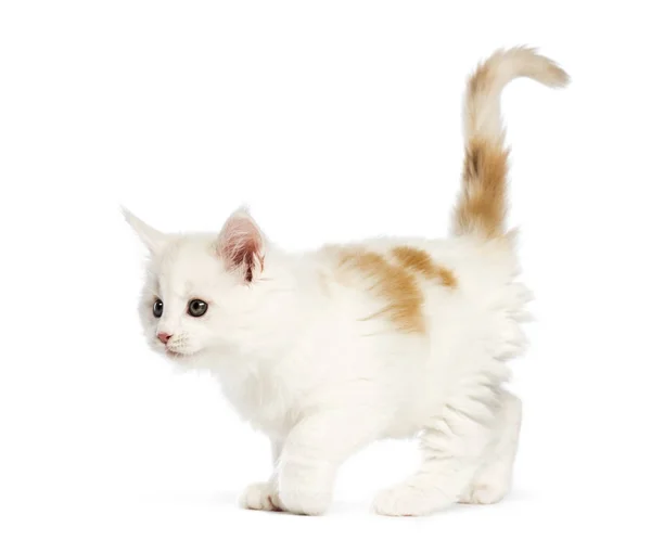 Maine Coon Kitten Weeks Old Front White Background — Stock Photo, Image