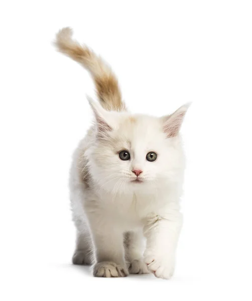 Maine Coon Kitten Semanas Frente Fundo Branco — Fotografia de Stock