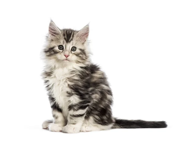 Maine Coon Kitten Tygodni Życia Przed Białym Tle — Zdjęcie stockowe