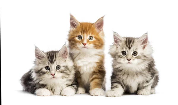 Maine Coon Kittens Weken Oud Liggen Samen Voor Witte Achtergrond — Stockfoto