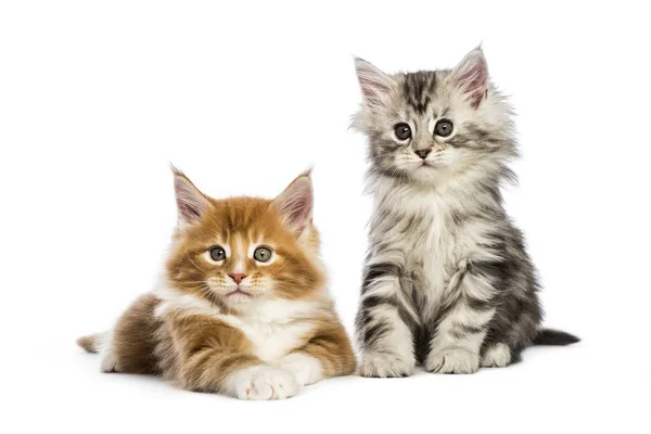 Maine Coon Kittens Weken Oud Liggen Samen Voor Witte Achtergrond — Stockfoto
