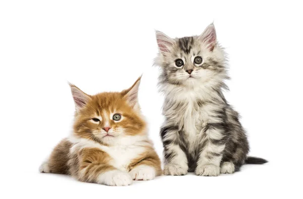 Maine Coon Kittens Weken Oud Liggen Samen Voor Witte Achtergrond — Stockfoto