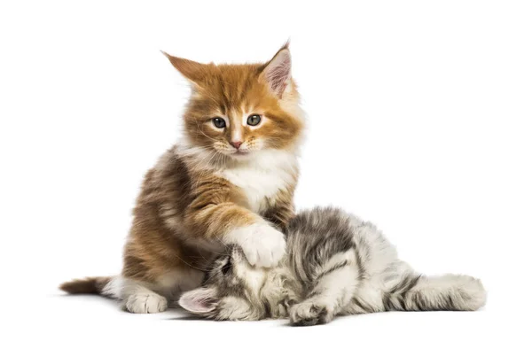 Maine Coon Kittens Weeks Old Play Fighting Together Front White — Stock Photo, Image