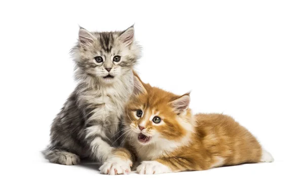 Maine Coon Kittens Weken Oud Liggen Samen Voor Witte Achtergrond — Stockfoto