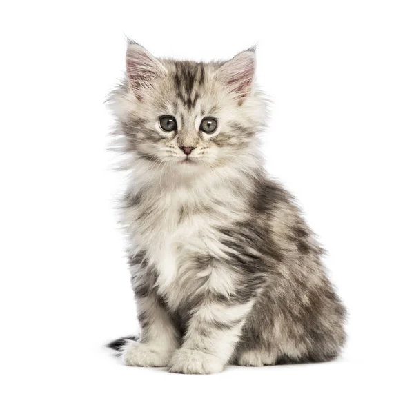 Maine Coon Gatito Semanas Edad Delante Fondo Blanco —  Fotos de Stock