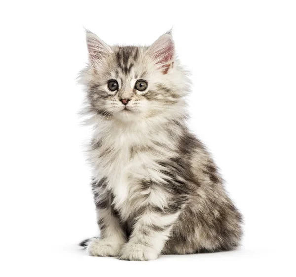 Maine Coon Kitten Týdnů Stará Před Bílým Pozadím — Stock fotografie