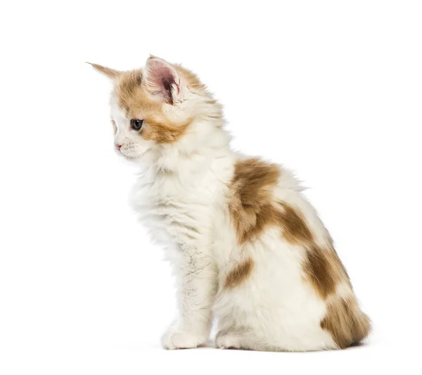 Maine Coon Kitten Weeks Old Front White Background — Stock Photo, Image