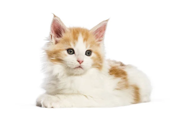 Maine Coon Kitten Semanas Frente Fundo Branco — Fotografia de Stock