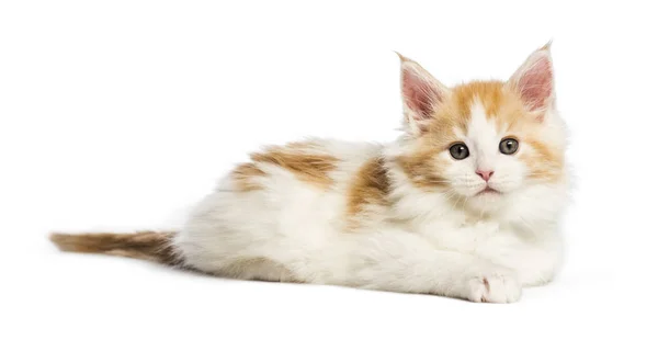 Maine Coon Kitten Týdnů Stará Před Bílým Pozadím — Stock fotografie
