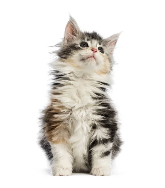 Maine Coon Kitten Weeks Old Front White Background — Stock Photo, Image