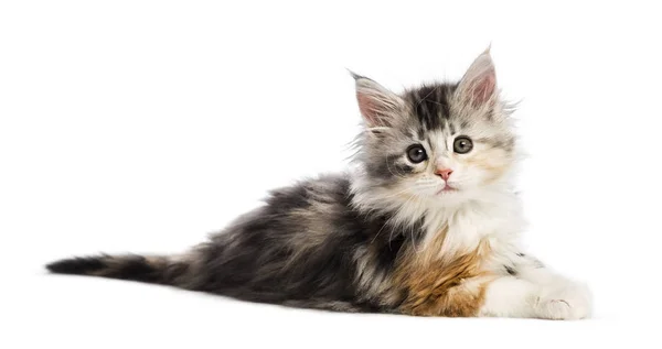 Maine Coon Kitten Týdnů Stará Před Bílým Pozadím — Stock fotografie