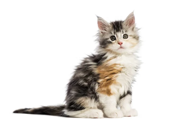 Maine Coon Kitten Weken Oud Voor Witte Achtergrond — Stockfoto