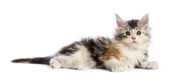 Maine Coon Kitten Weken Oud Voor Witte Achtergrond — Stockfoto