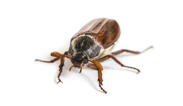 Chafer Palétuvier Été Scarabée Européen Juin Amphimallon Solstitiale Devant Fond — Photo