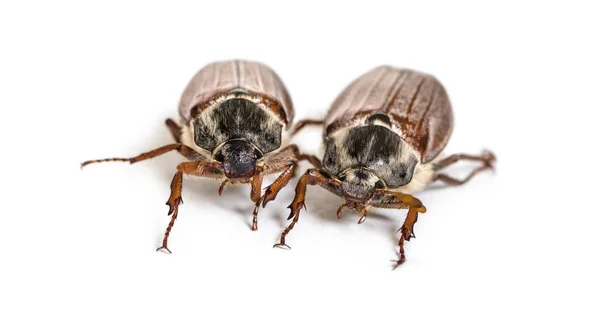 Chafer Verano Escarabajo Europeo Junio Amphimallon Solstitiale Frente Fondo Blanco —  Fotos de Stock