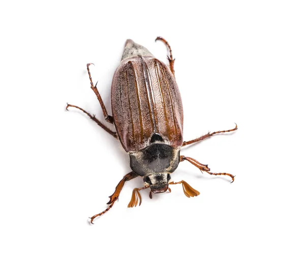 Palétuvier Été Scarabée Européen Juin Amphimallon Solstitiale Devant Fond Blanc — Photo