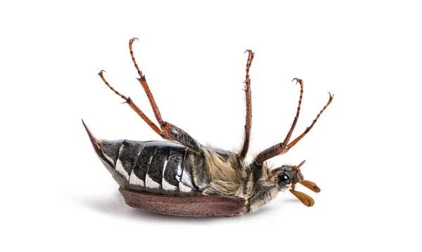 Yaz Chafer Veya Avrupa Haziran Böceği Beyaz Arka Plan Önünde — Stok fotoğraf