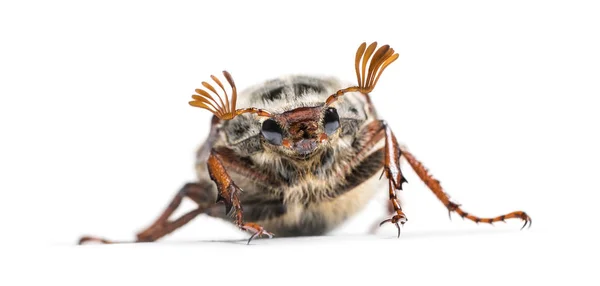 Sommerkaffee Oder Europäischer Junikäfer Amphimallon Solstitiale Vor Weißem Hintergrund — Stockfoto