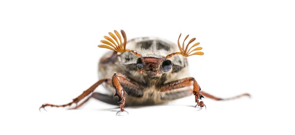 Summer Chafer European June Beetle Amphimallon Solstitiale Front White Background — Stock Photo, Image