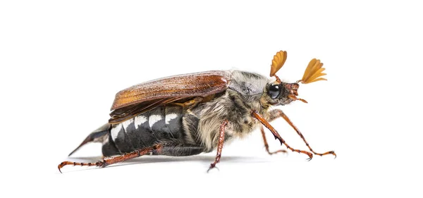 Chafer Verano Escarabajo Europeo Junio Amphimallon Solstitiale Frente Fondo Blanco — Foto de Stock