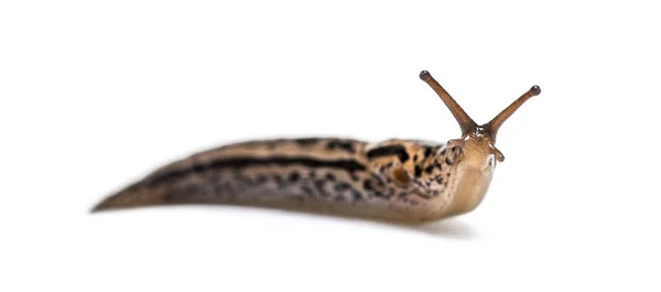 Limax Maximus Literalmente Maior Lesma Conhecido Pelos Nomes Comuns Grande — Fotografia de Stock