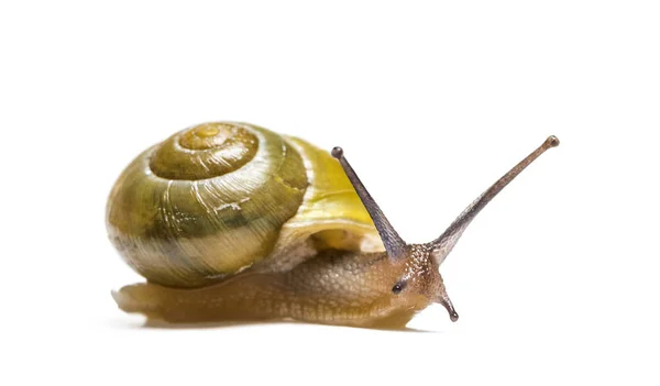 Grove Snail Brown Lipped Snail Cepaea Nemoralis Front White Background — Stock Photo, Image