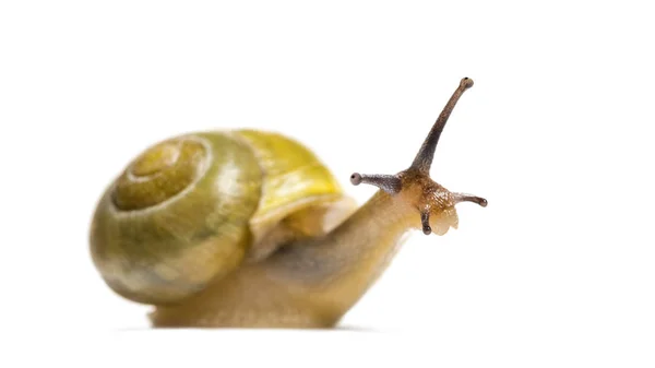 Caracol Arboleda Caracol Labio Pardo Cepaea Nemoralis Delante Del Fondo — Foto de Stock