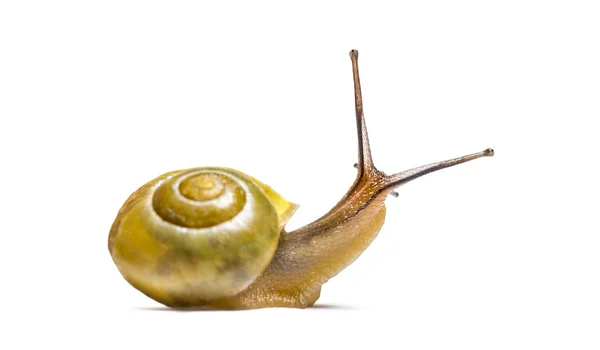 Caracol Bosque Caracol Lábios Castanhos Cepaea Nemoralis Frente Fundo Branco — Fotografia de Stock