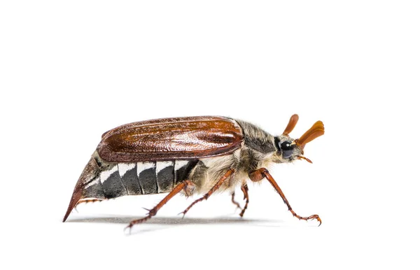 Palétuvier Été Scarabée Européen Juin Amphimallon Solstitiale Devant Fond Blanc — Photo