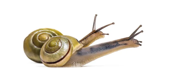 Caracoles Arboleda Caracoles Labio Pardo Cepaea Nemoralis Frente Fondo Blanco —  Fotos de Stock