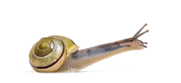 格罗夫蜗牛或褐色唇蜗牛 Cepaea Nemoralis 在白色背景前 — 图库照片