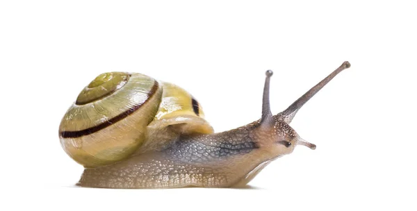 Grove Snail Brown Lipped Snail Cepaea Nemoralis Front White Background — Stock Photo, Image