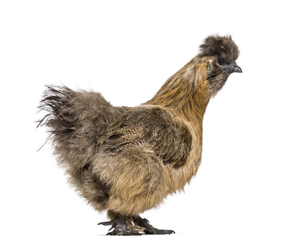 Silkie Μερικές Φορές Όλυρα Μεταξένια Φυλή Κοτόπουλου Γνωστή Για Είναι — Φωτογραφία Αρχείου