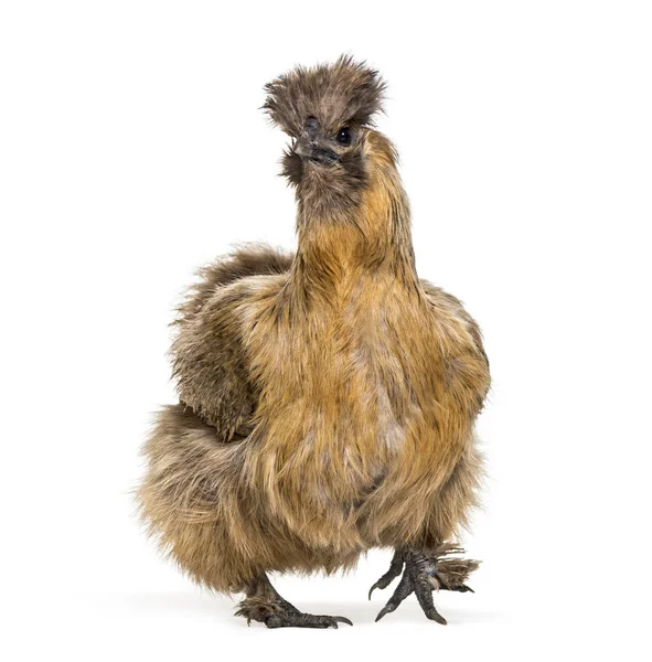 Silkie Vezes Soletrado Silky Raça Frango Conhecido Por Sua Plumagem — Fotografia de Stock