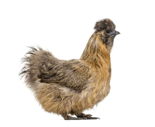 Silkie Vezes Soletrado Silky Raça Frango Conhecido Por Sua Plumagem — Fotografia de Stock