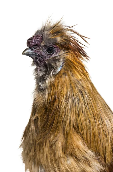 Silkie Parfois Orthographié Soyeux Race Poulet Connu Pour Son Plumage — Photo