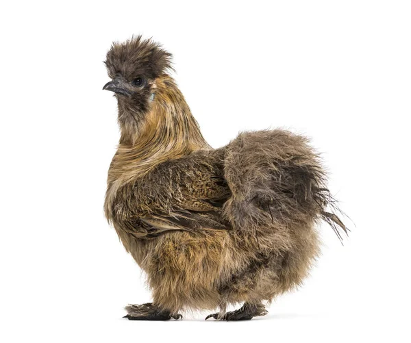 Silkie Sometimes Spelled Silky Breed Chicken Known Fluffy Plumage Front — Stock Photo, Image