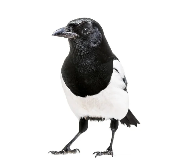 Magpie Comum Pica Pica Frente Fundo Branco — Fotografia de Stock