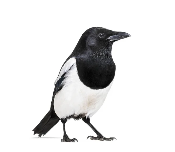 Magpie Comum Pica Pica Frente Fundo Branco — Fotografia de Stock