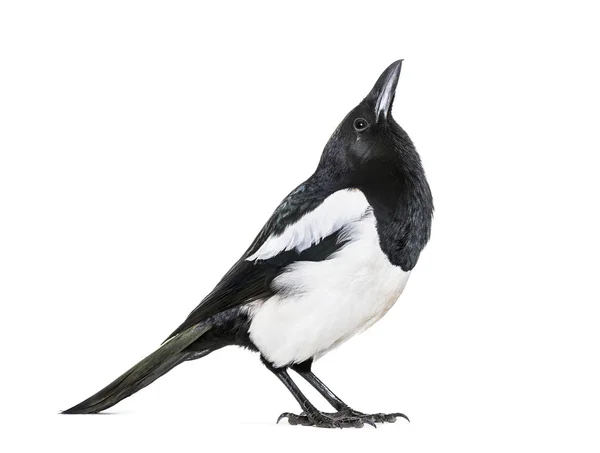 Magpie Comum Pica Pica Frente Fundo Branco — Fotografia de Stock