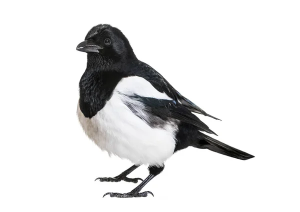 Magpie Comum Pica Pica Frente Fundo Branco — Fotografia de Stock