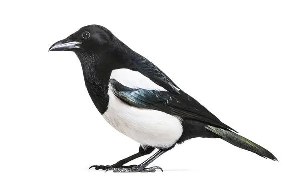 Common Magpie Pica Pica Front White Background — Stock Photo, Image